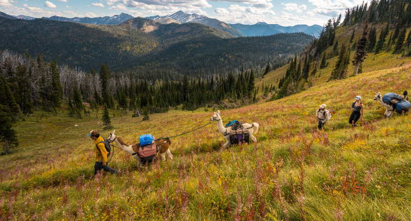 Llama trekking in fall in Kalispell Montana