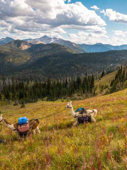 Alpacas and hiker on a mountain trail in early fall in Montana