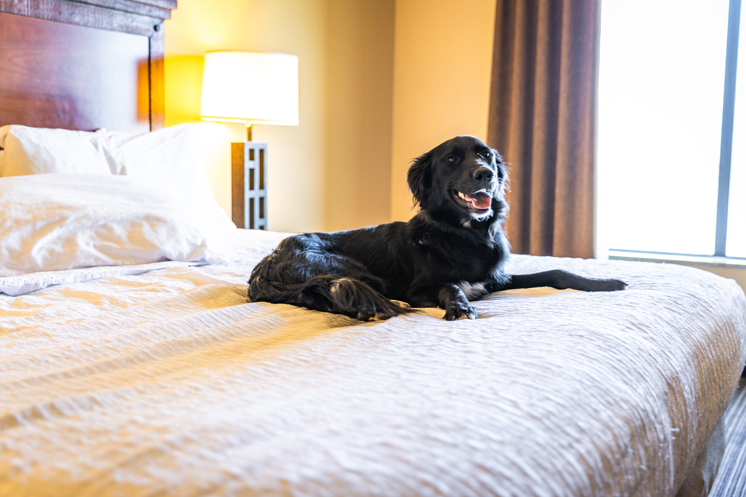 Black dog relaxing in a clean sunny hotel room