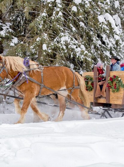 Group riding in horse-drawn sleigh in a snowy forest
