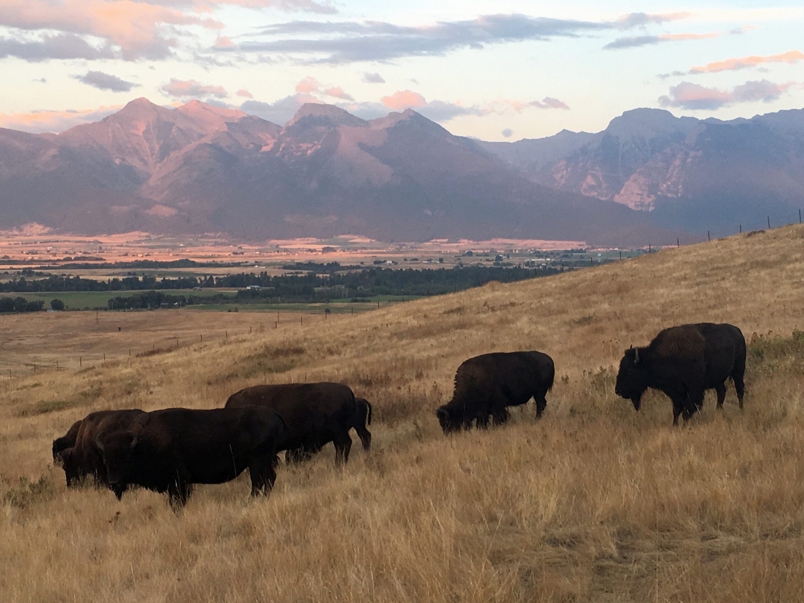 Bison range on a grassy hill at sunset